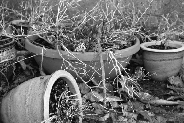 Dead_plant_in_pots