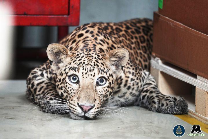 Mercedes-Benz factory shuts down after leopard enters